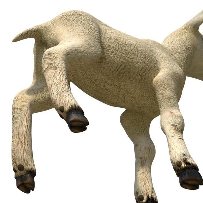 3D model Lamb