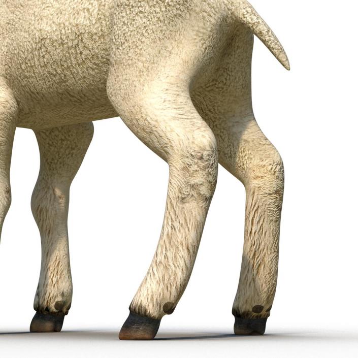 3D model Lamb