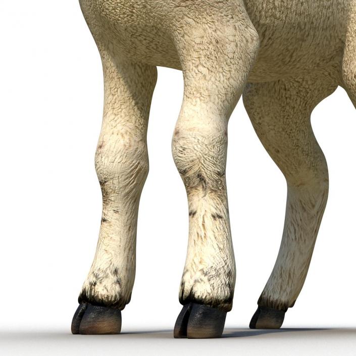 3D model Lamb