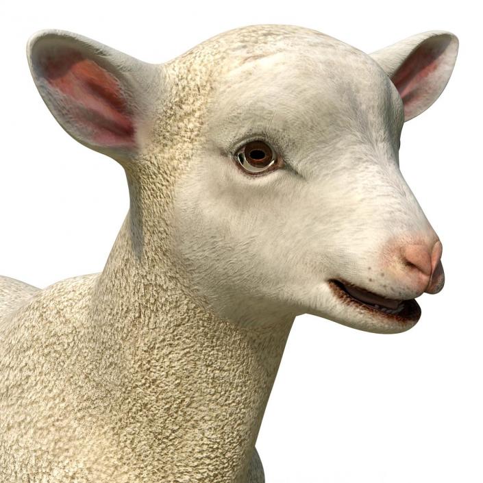 3D model Lamb