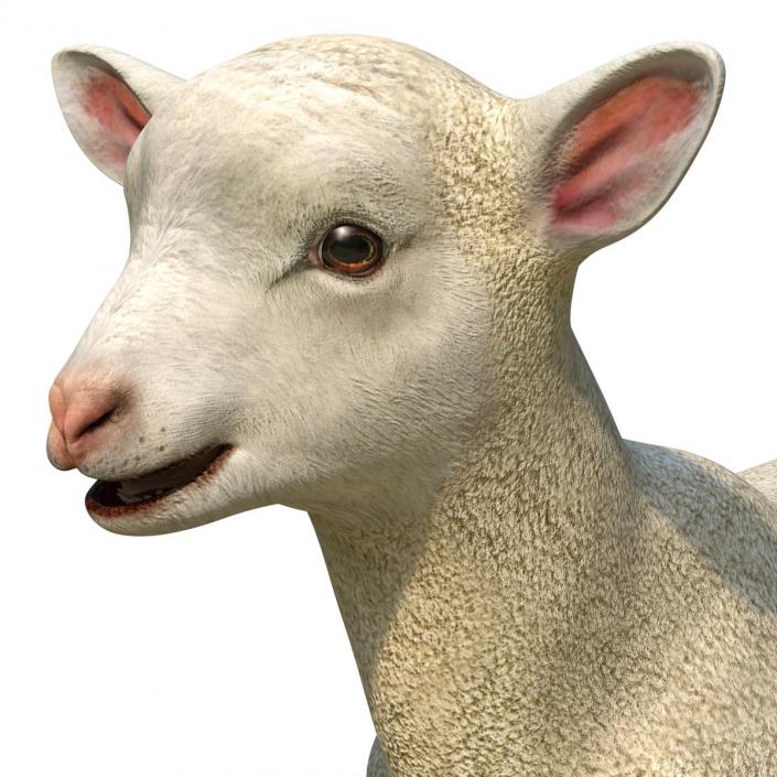 3D model Lamb