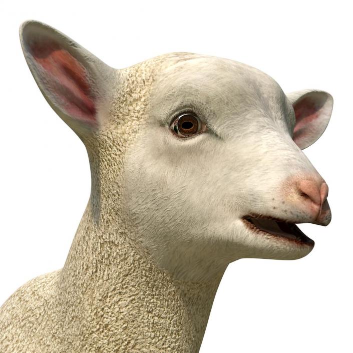 3D model Lamb