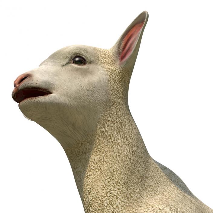 3D model Lamb