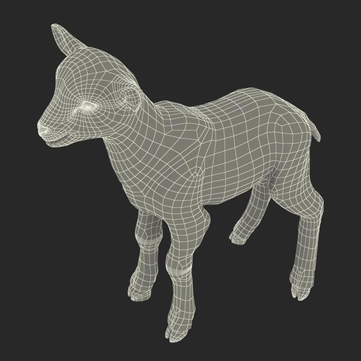 3D model Lamb