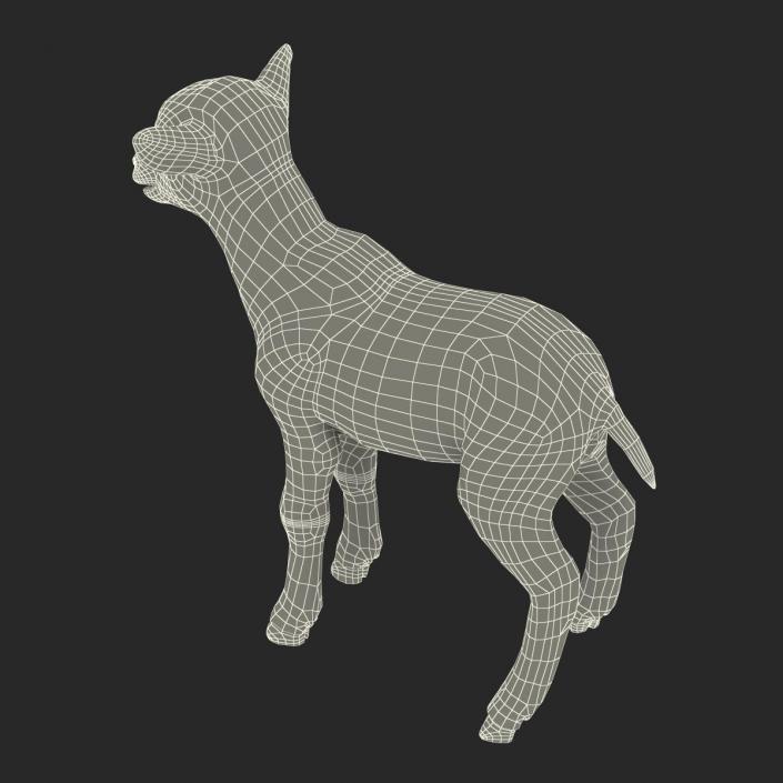 3D model Lamb