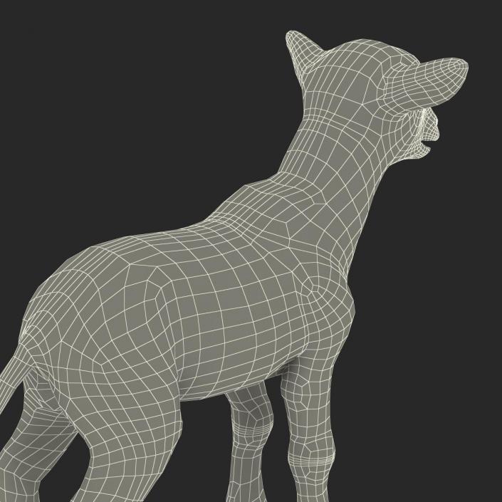 3D model Lamb