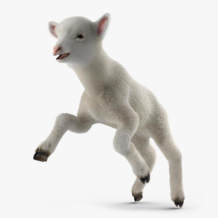 3D model Lamb Pose 3 with Fur