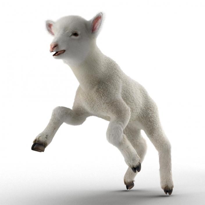 3D model Lamb Pose 3 with Fur