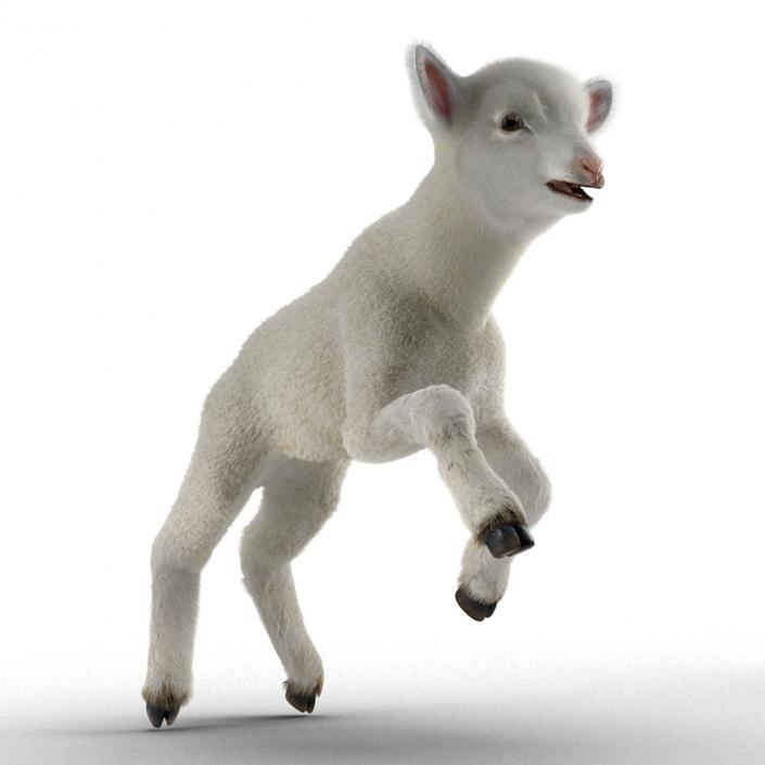 3D model Lamb Pose 3 with Fur