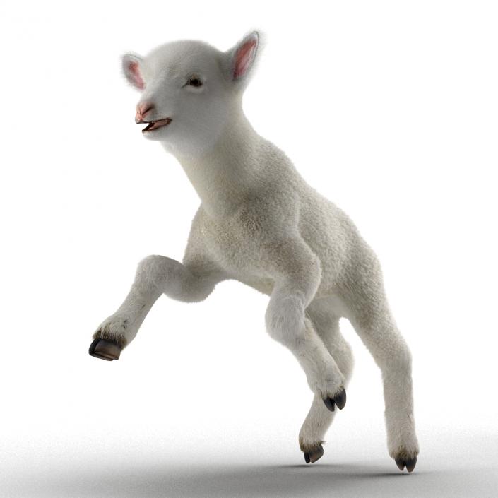 3D model Lamb Pose 3 with Fur