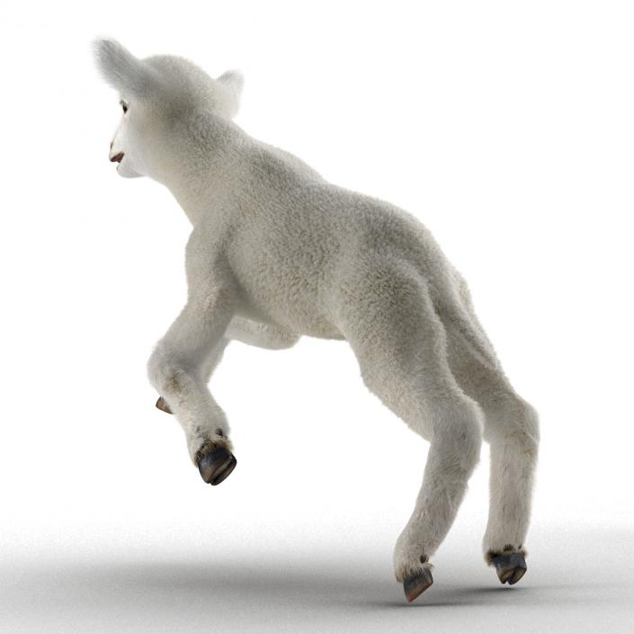 3D model Lamb Pose 3 with Fur