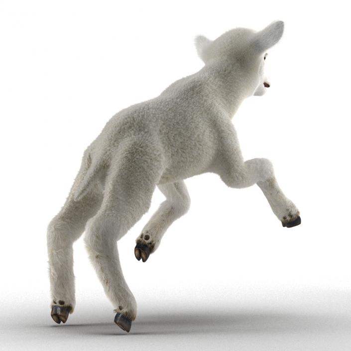 3D model Lamb Pose 3 with Fur