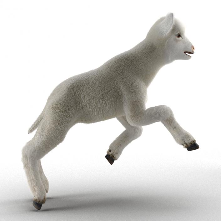 3D model Lamb Pose 3 with Fur