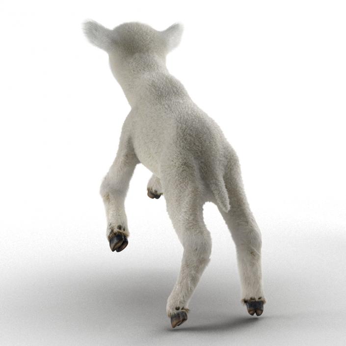 3D model Lamb Pose 3 with Fur