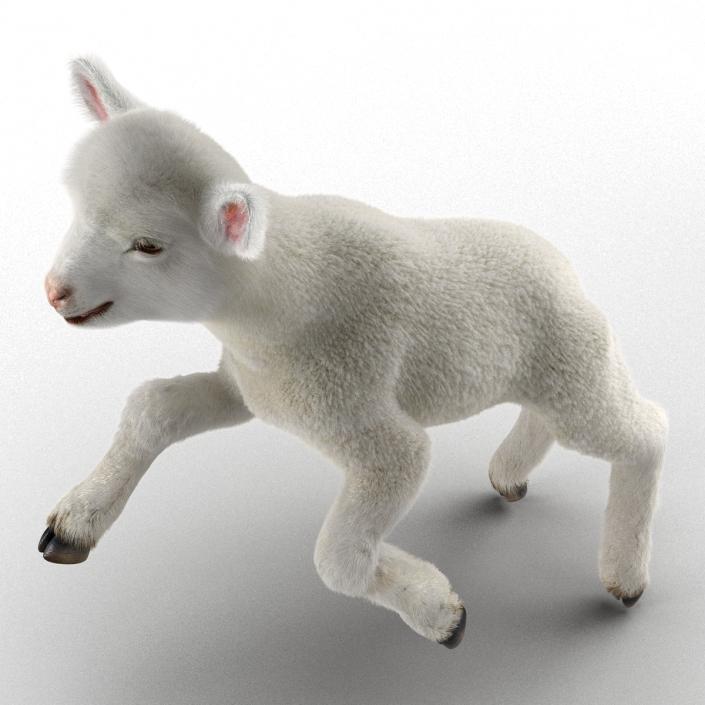 3D model Lamb Pose 3 with Fur