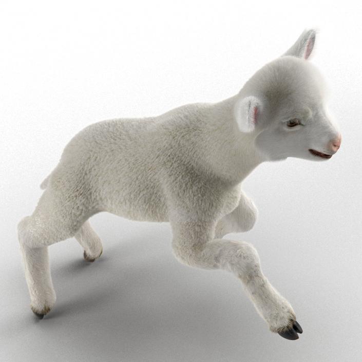 3D model Lamb Pose 3 with Fur