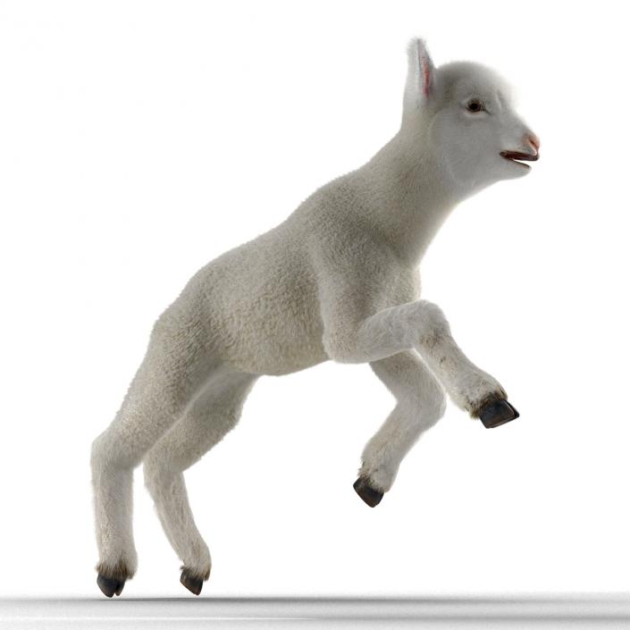 3D model Lamb Pose 3 with Fur