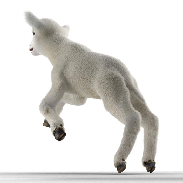 3D model Lamb Pose 3 with Fur