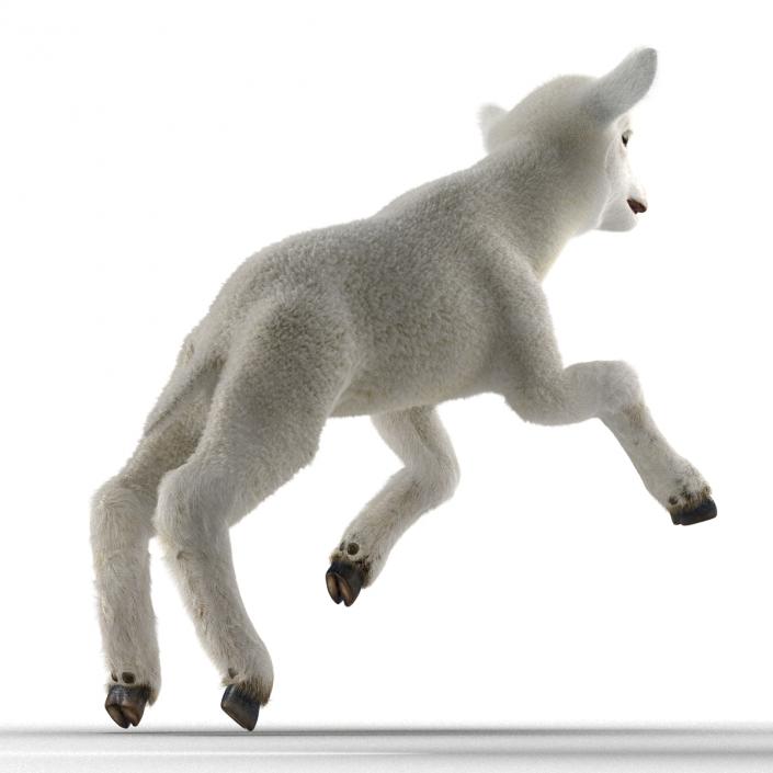 3D model Lamb Pose 3 with Fur