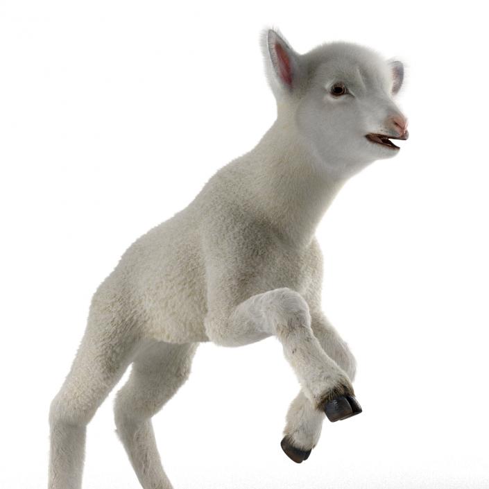 3D model Lamb Pose 3 with Fur