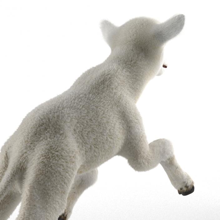 3D model Lamb Pose 3 with Fur