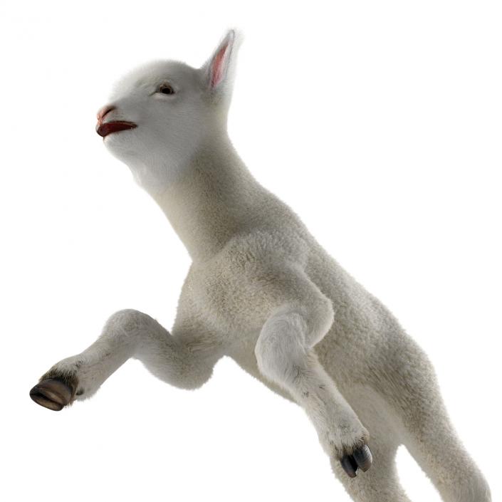 3D model Lamb Pose 3 with Fur