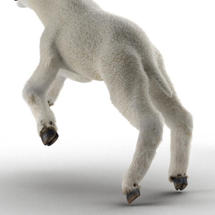 3D model Lamb Pose 3 with Fur