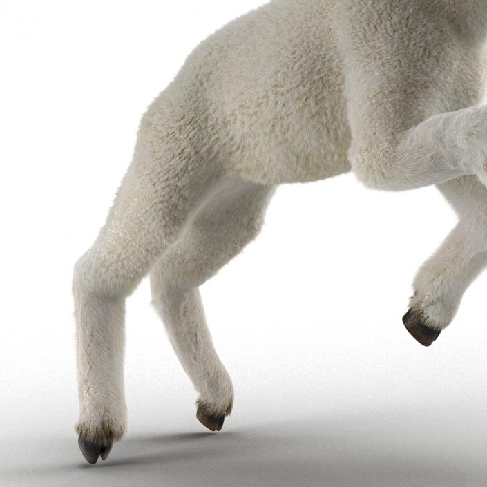 3D model Lamb Pose 3 with Fur