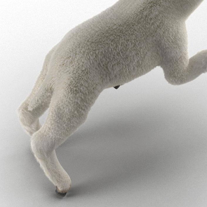 3D model Lamb Pose 3 with Fur