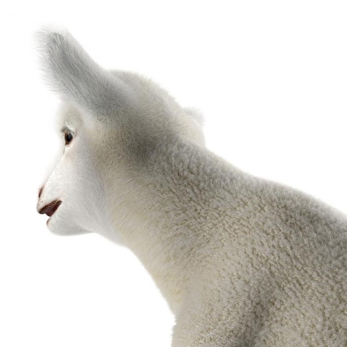 3D model Lamb Pose 3 with Fur