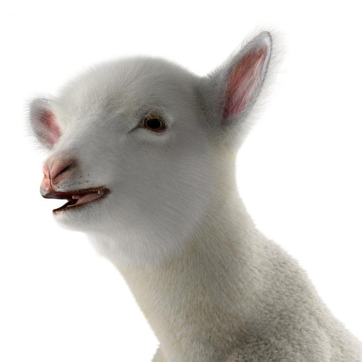 3D model Lamb Pose 3 with Fur