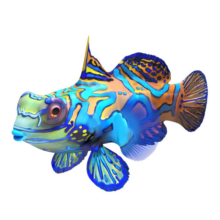 Mandarinfish Rigged 3D model