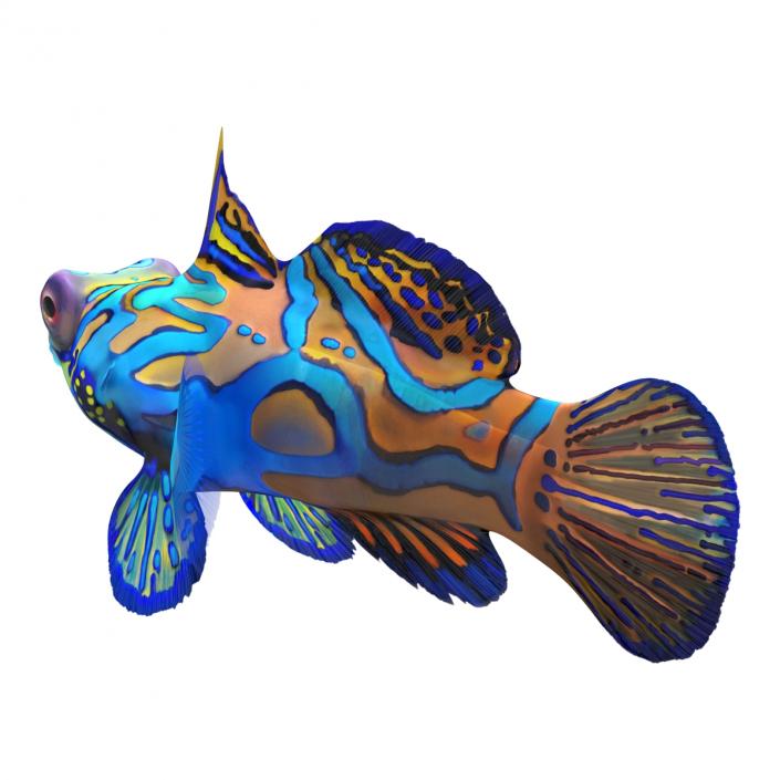 Mandarinfish Rigged 3D model