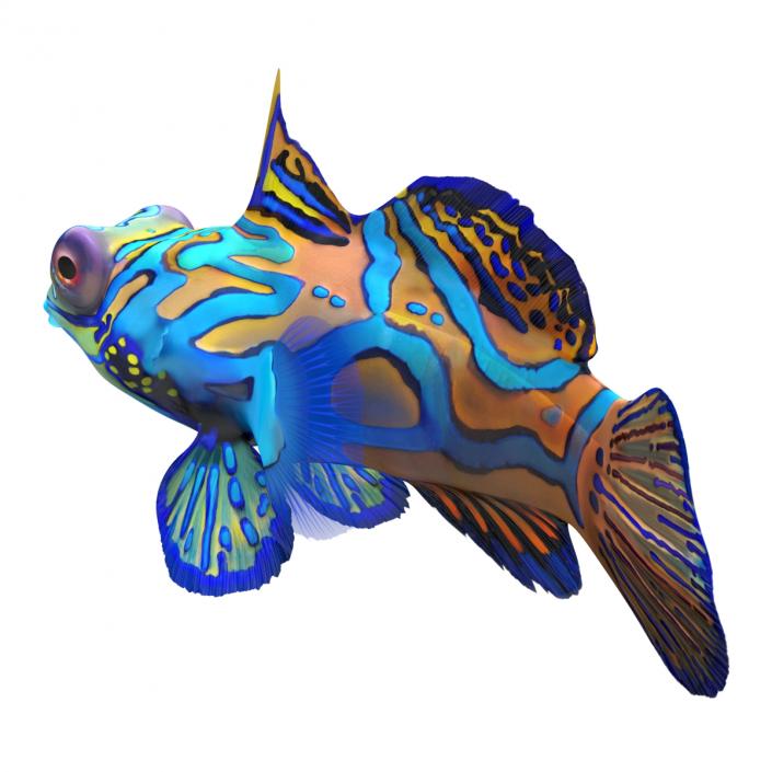 Mandarinfish Rigged 3D model