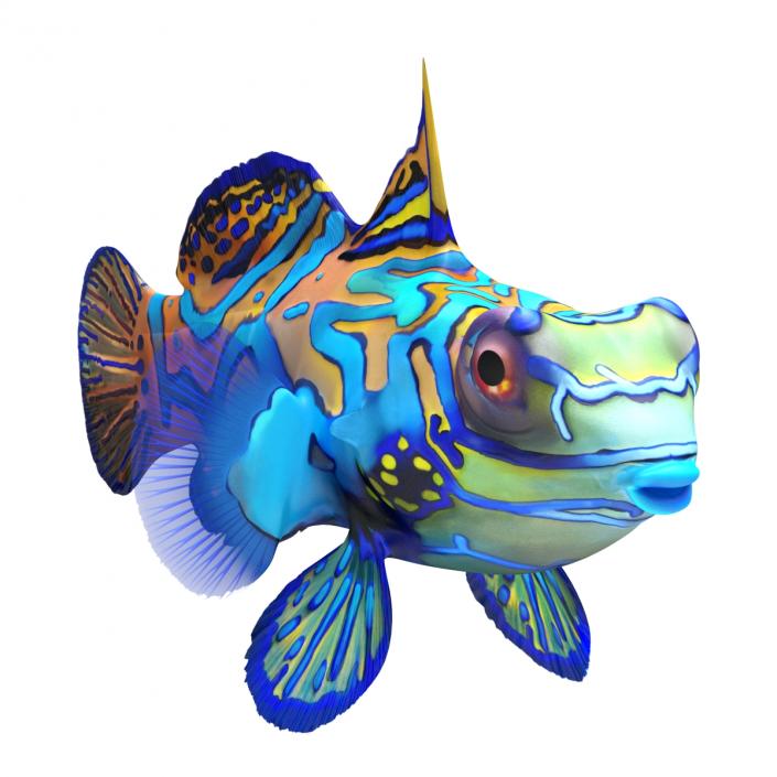 Mandarinfish Rigged 3D model