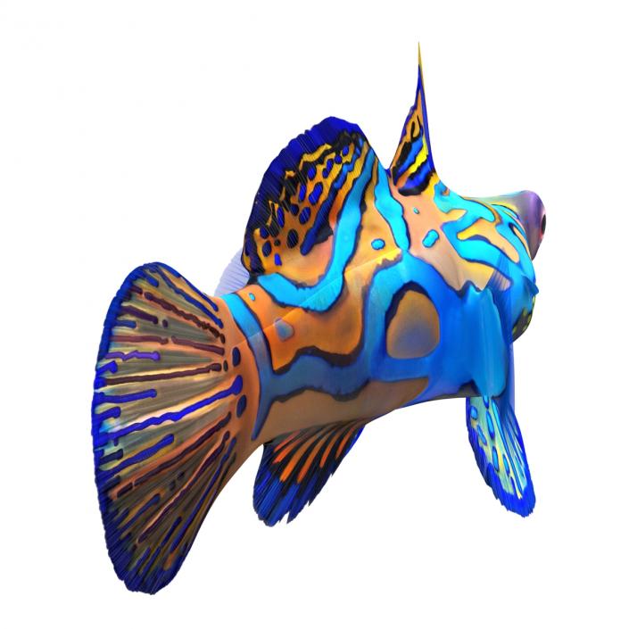 Mandarinfish Rigged 3D model