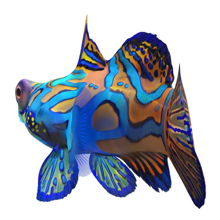 Mandarinfish Rigged 3D model