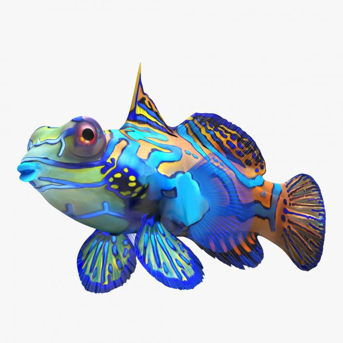 Mandarinfish 3D