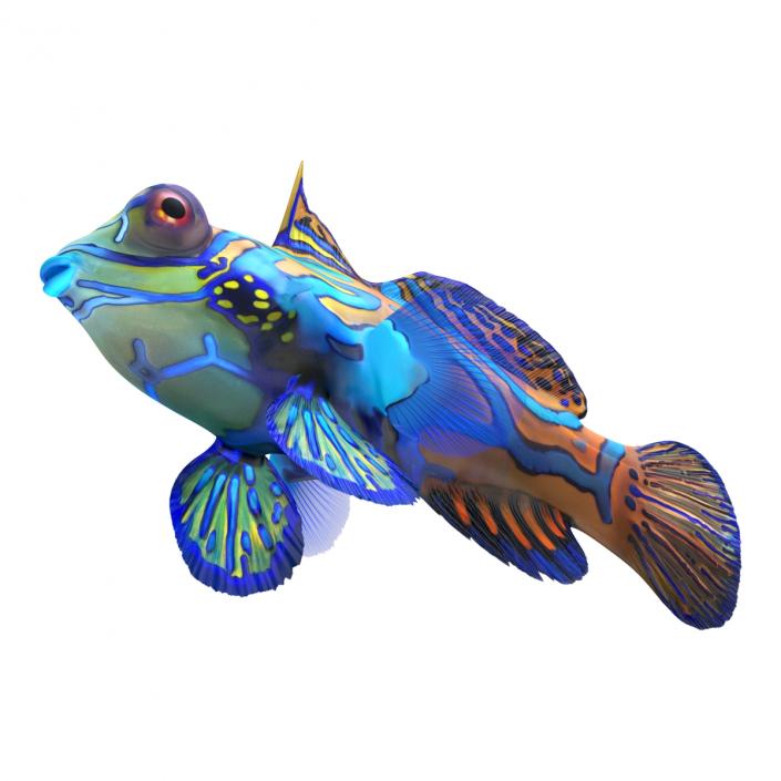 Mandarinfish Rigged 3D model