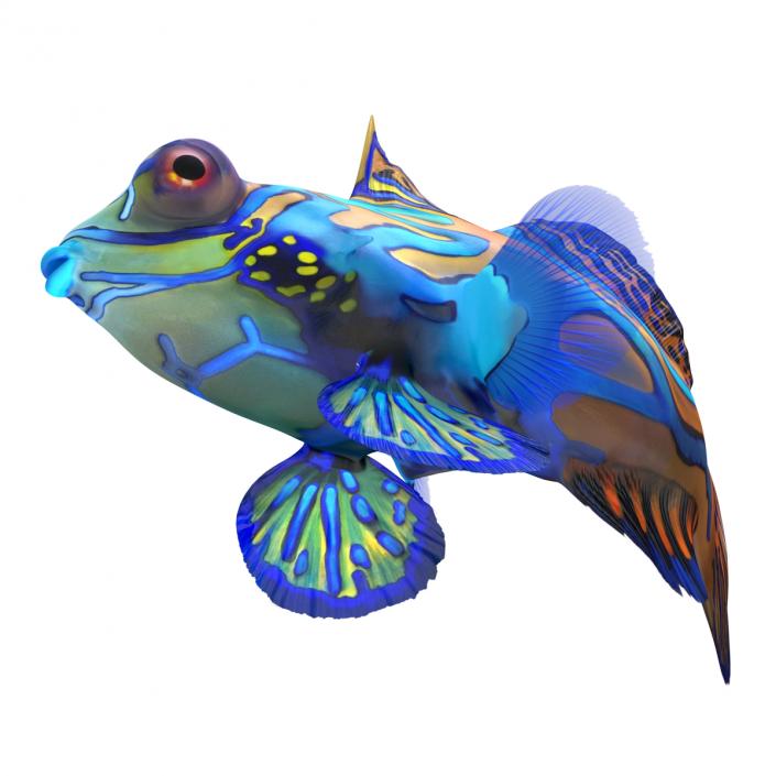 Mandarinfish Rigged 3D model