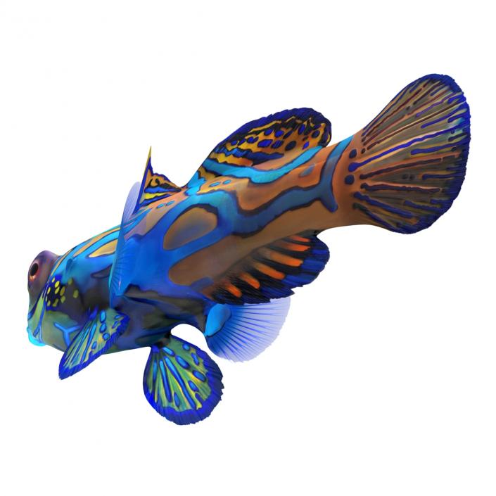 Mandarinfish Rigged 3D model