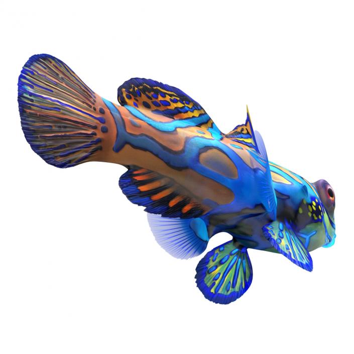 Mandarinfish Rigged 3D model