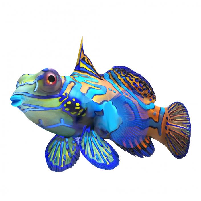 Mandarinfish 3D