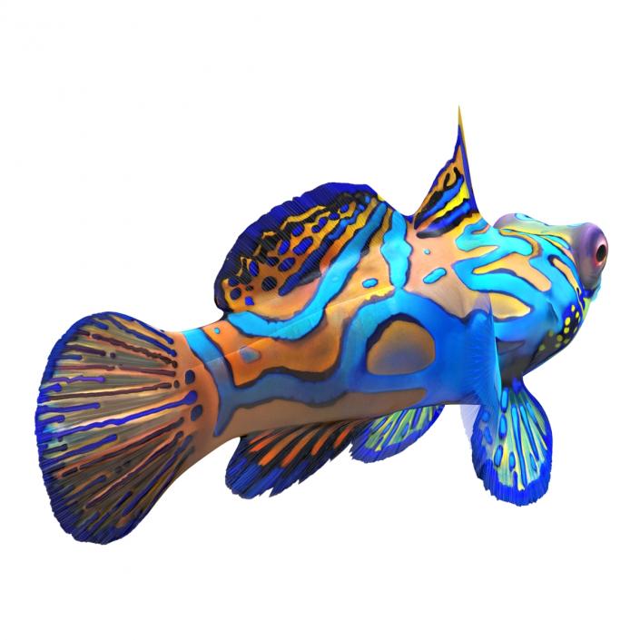 Mandarinfish 3D