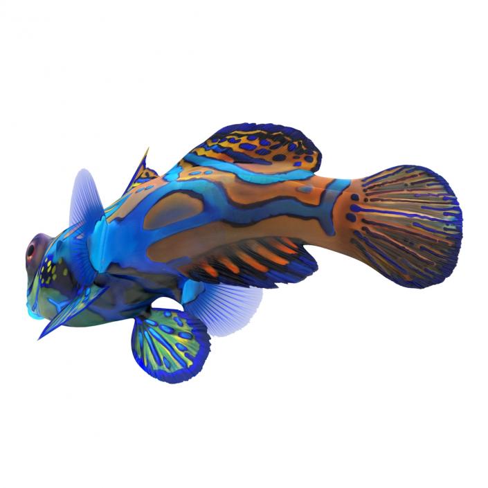 Mandarinfish Rigged 3D model