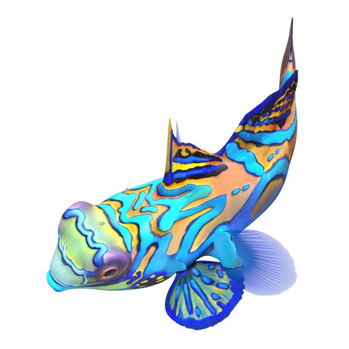 Mandarinfish Rigged 3D model