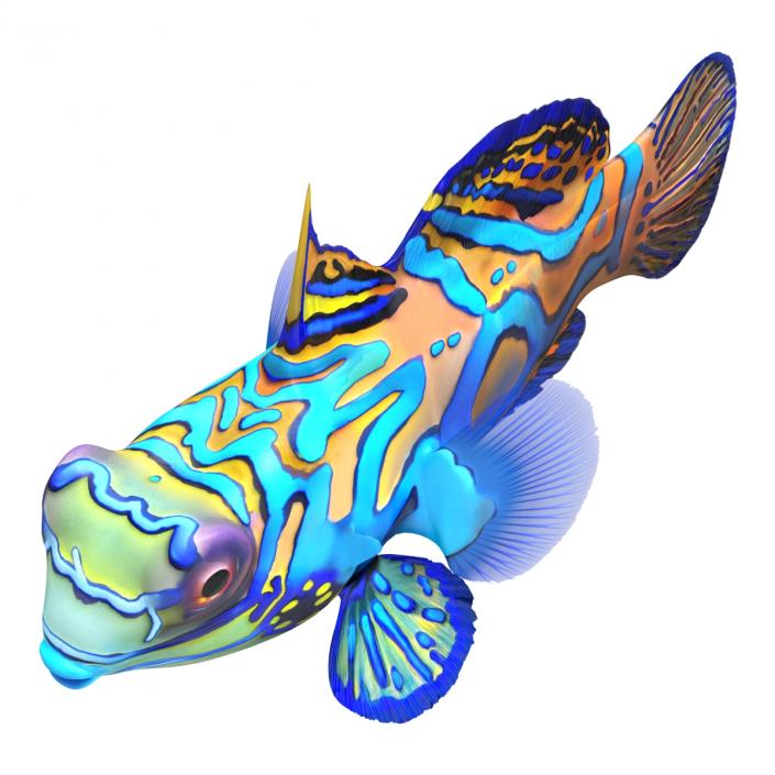 Mandarinfish Rigged 3D model