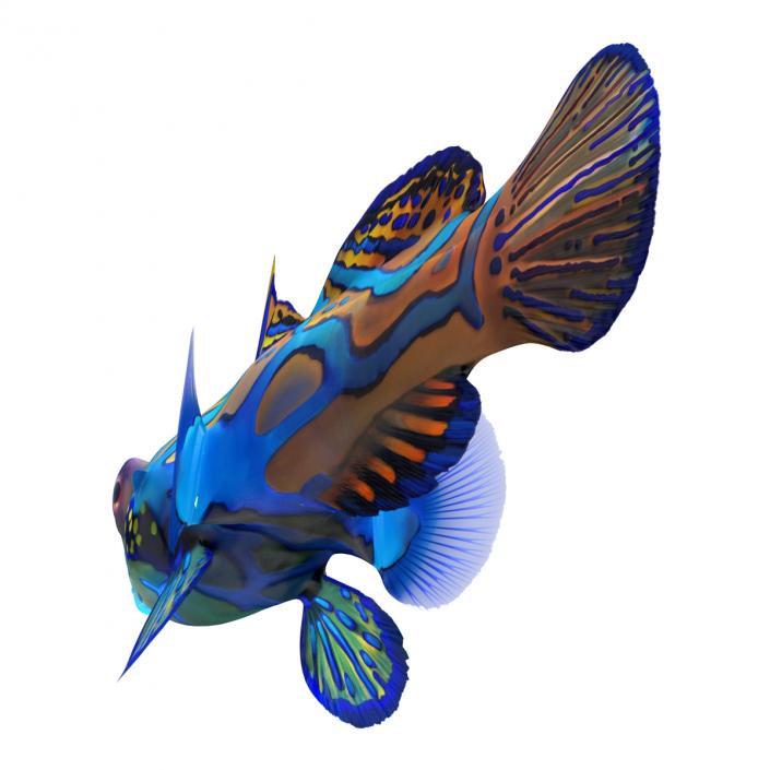 Mandarinfish 3D