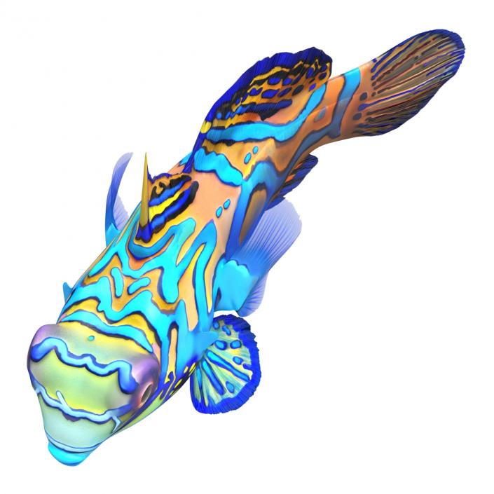 Mandarinfish Rigged 3D model