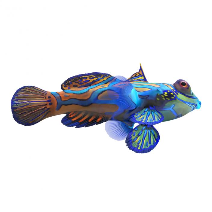 Mandarinfish 3D